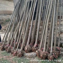 苗木花卉苗圃常年批发栾树 各种栾树 栾树小苗湖北河南价格包邮