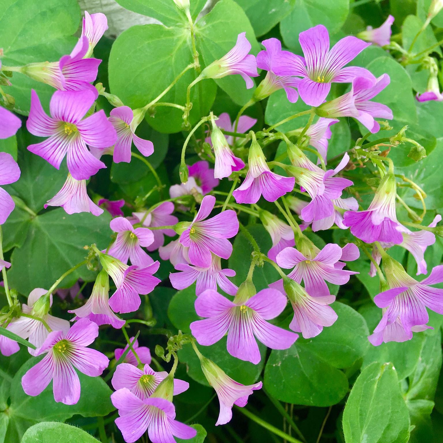 酢浆草批发 杯苗盆栽 别名酸浆草 酸酸草 三叶酸 酸咪咪 醉浆草