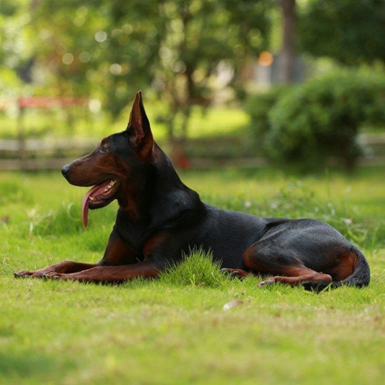 纯种莱州红犬活体幼犬虎头苏联红看家护院大型犬狼狗大型护卫犬纯
