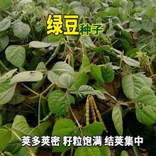 绿豆种子 小绿豆芽苗菜五谷杂粮阳台盆栽四季播易种家庭豆类