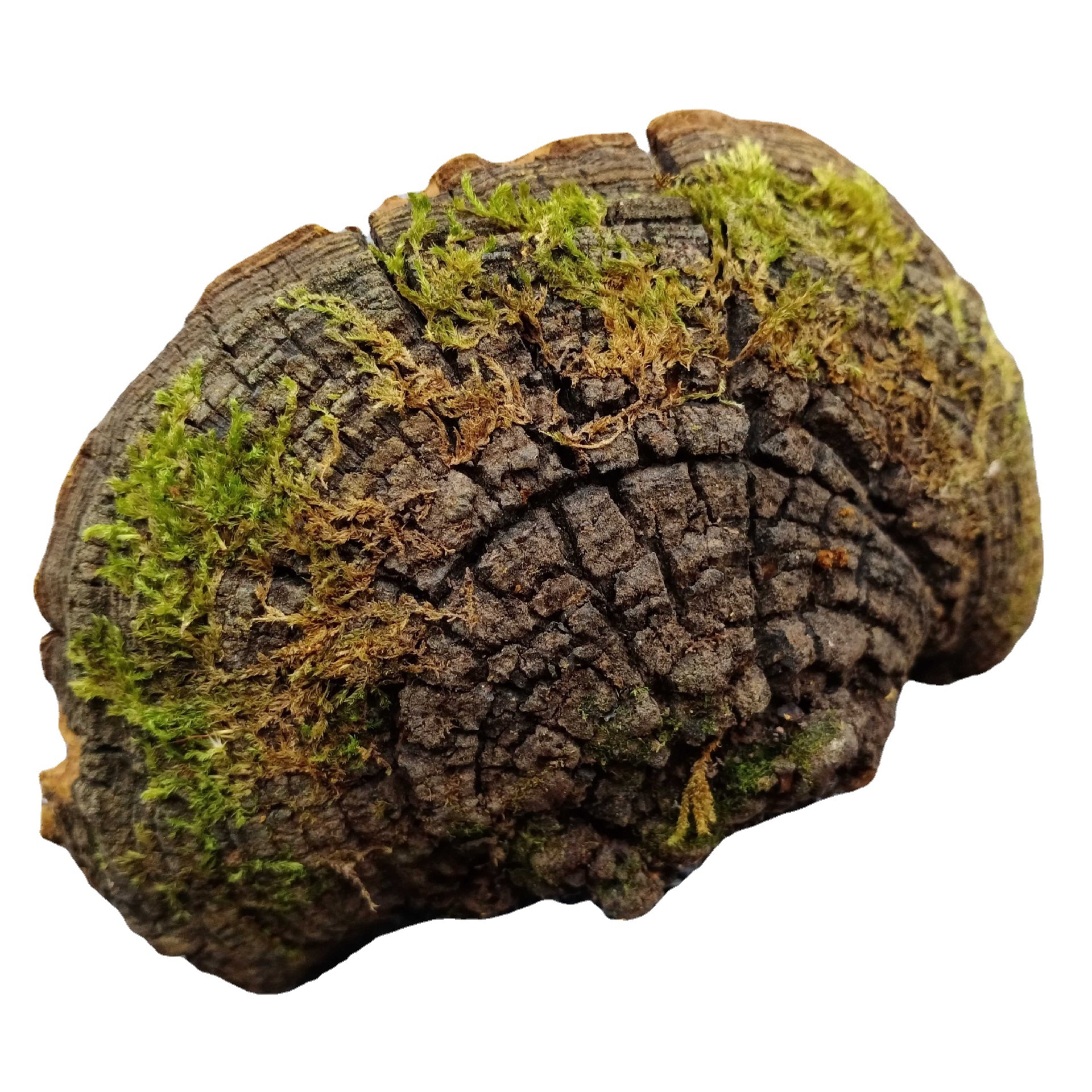 西藏野外收集生长桑树桑黄金边桑黄采摘125g黄灵芝菇桑臣非种植