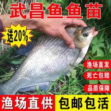 武昌鱼鱼苗淡水养殖食用扁鱼鳊鱼活鱼小鱼苗观赏鱼冷水鱼武昌鱼苗