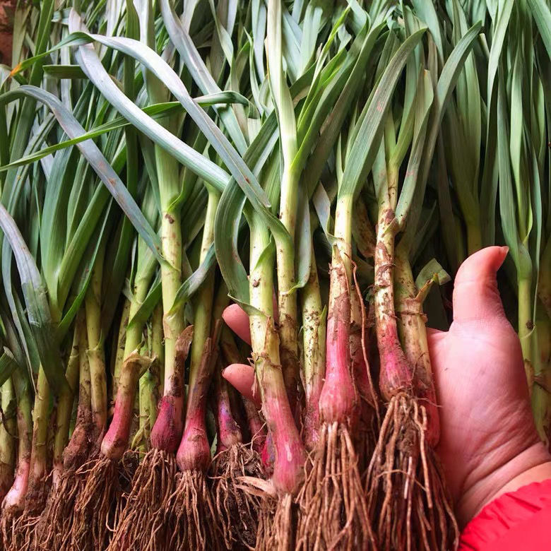 【现挖现发】红皮大蒜苗新鲜自种青蒜苗红头蒜苗香蒜时令蔬菜批发