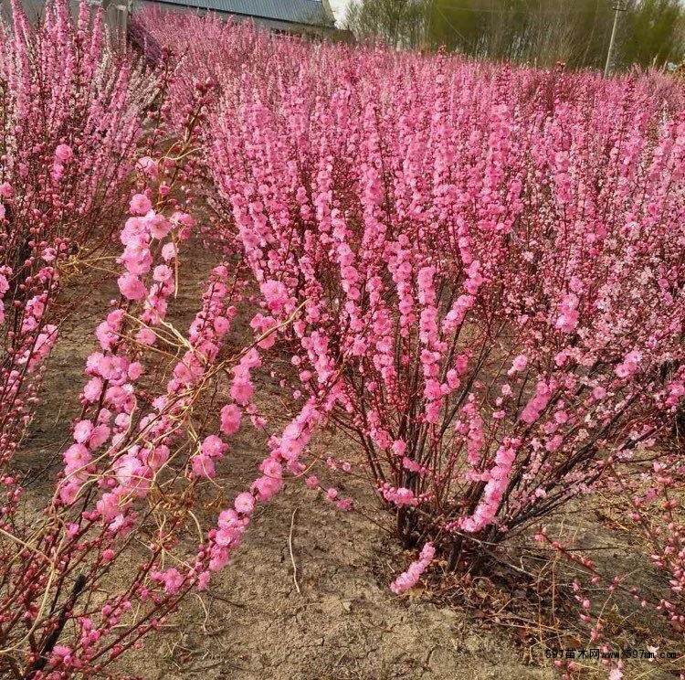 重瓣榆叶梅扦插小苗绿叶榆叶梅小桃红