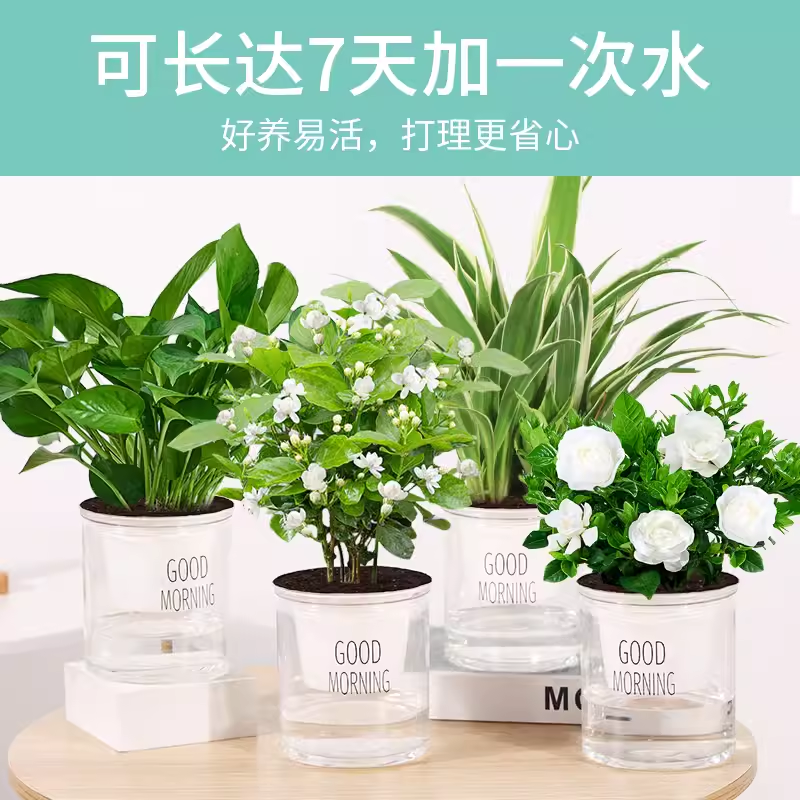 绿萝水培绿植物盆栽室内发财树富贵竹文吊兰薄荷多肉花卉四季好养