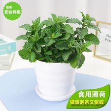 绿植盆栽薄荷可食用新鲜薄荷叶办公室阳台植物驱蚊薄荷苗