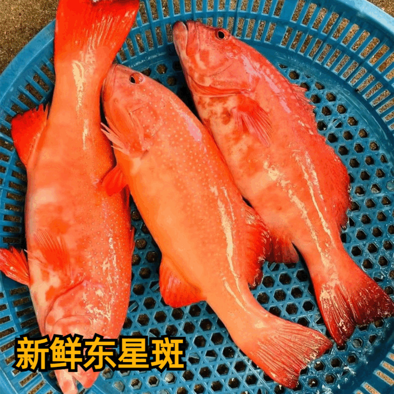 东星斑正宗东星斑海捕东星斑东星斑鱼鲜活速冻发货海鱼冰鲜 750g