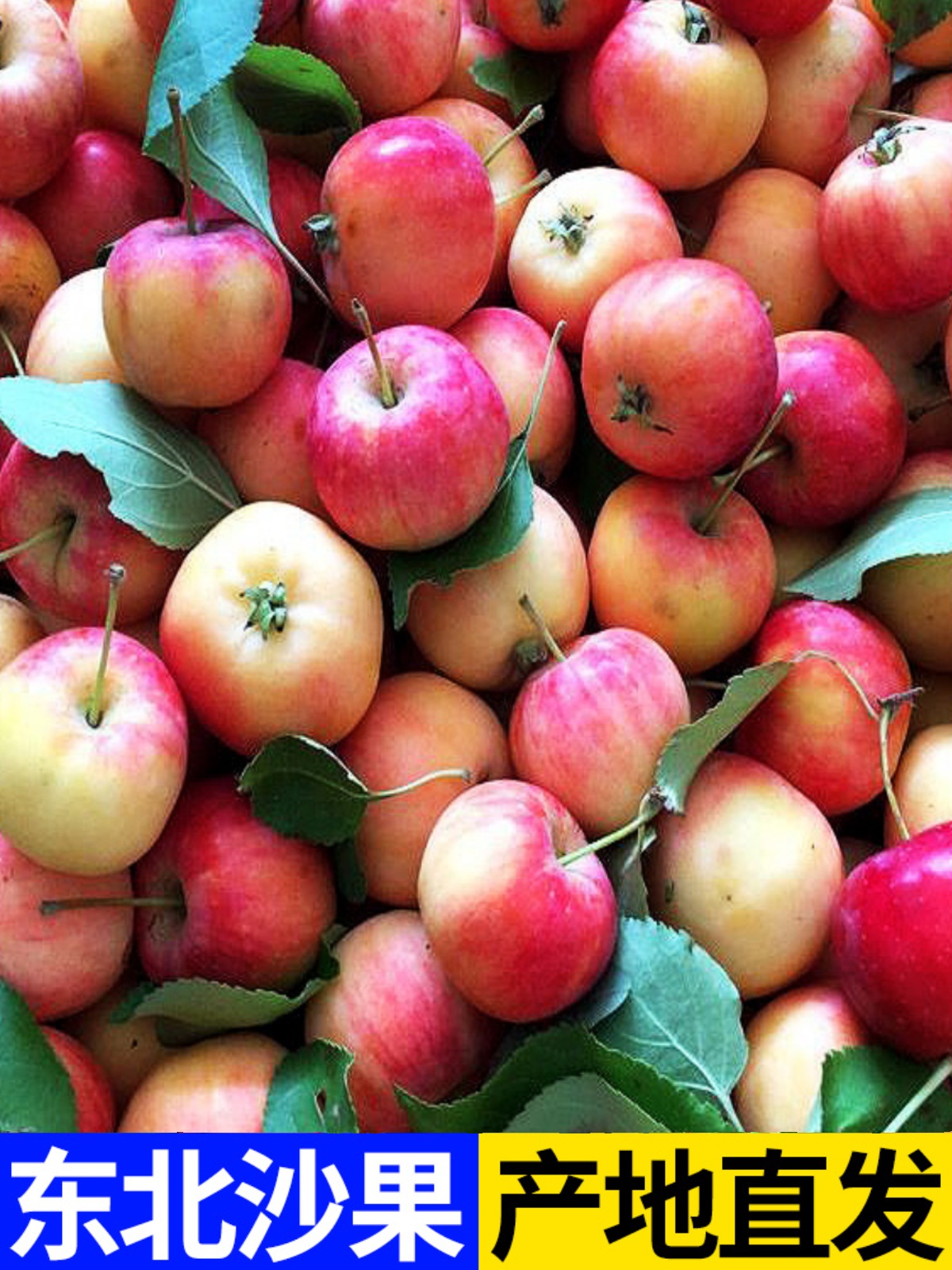 东北沙果k9小苹果新鲜当季酸甜脆孕妇水果海棠果现摘5斤整箱包邮