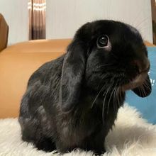 宠物兔进口血统迷你荷兰免小型茶杯兔侏儒兔子活物凤眼海棠垂耳兔