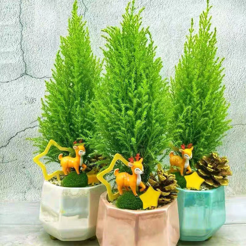 松树香冠柏盆栽植物圣诞盆景四季绿植办公室内好养香柏香味独立站