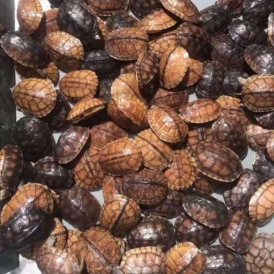 【石龟苗】-石龟苗厂家,品牌,图片,热帖-阿里巴巴