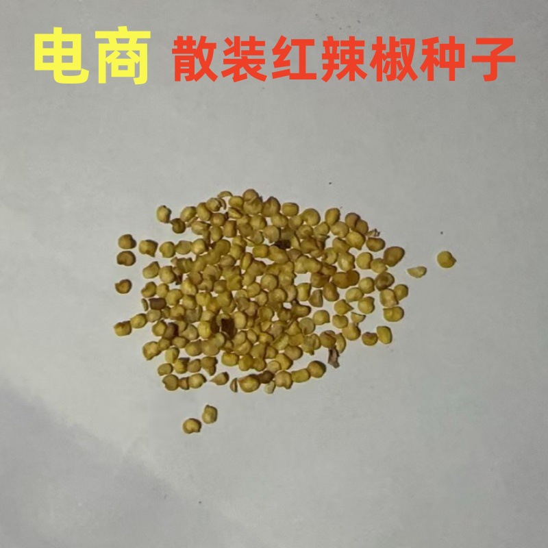 批发电商供货红辣椒蔬菜种子散装小包朝天辣椒包装设计阳台种植