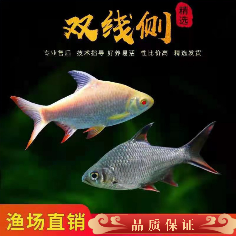 观赏鱼金凤银凤活体双线侧鱼泰国鲫金银元宝鲫红鳍鲫鱼热带鱼龙鱼