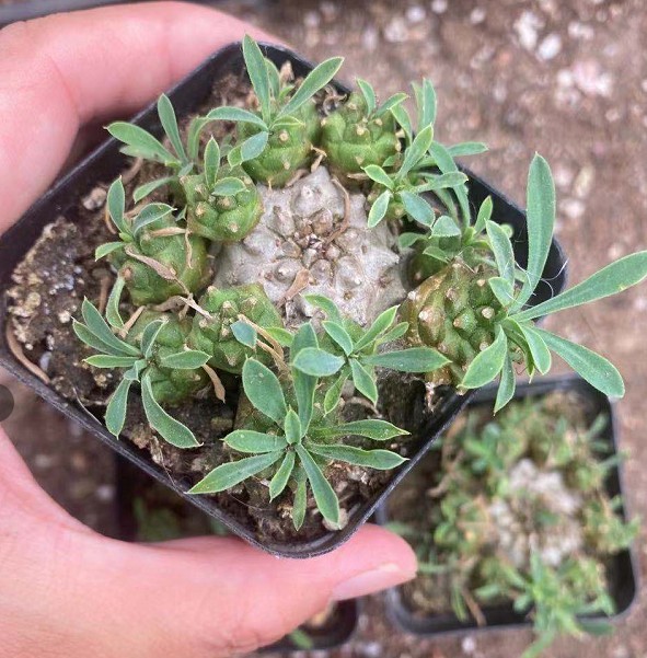 峨眉山 多肉植物 块根球根实拍多头 7cm盆