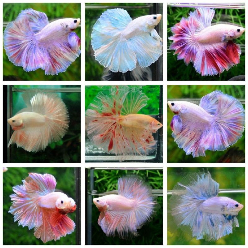 半月鱼苗泰国斗鱼仙女大尾巴好养活新手推荐观赏鱼特殊尾浅色幻彩