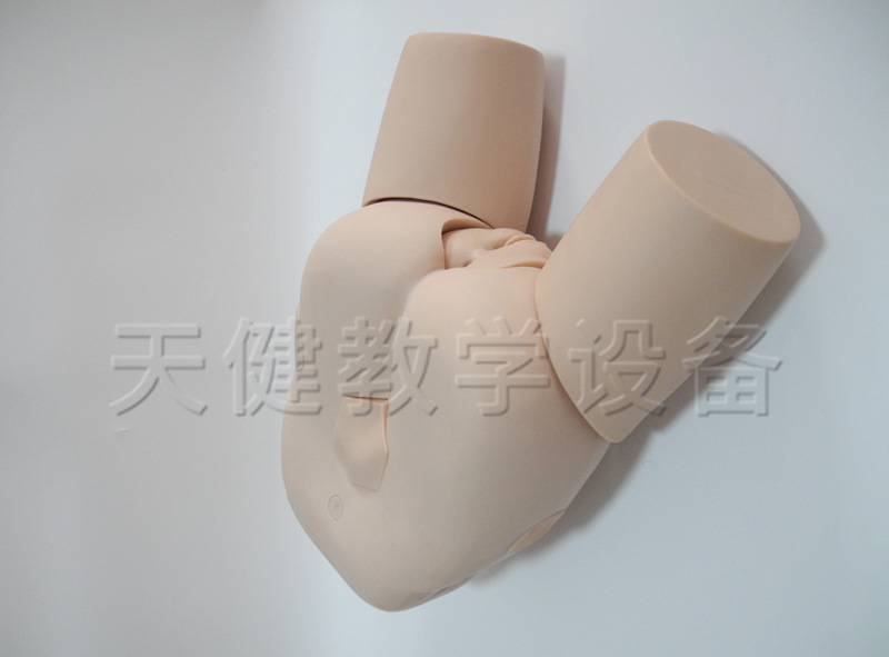 tj/d4t高极女性导尿模型妇科护理训练模型女性导尿护理训练模型