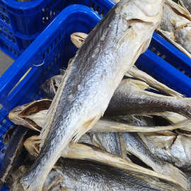 淡晒 深海白花鱼 黄花鱼 白姑鱼 整条去肚无内脏 正规厂家直销