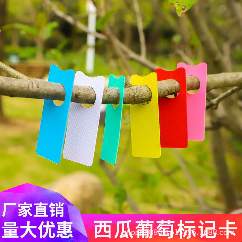 彩色葡萄记号卡彩色园林用品色卡植物吊牌西瓜标记牌花卉环扣标识