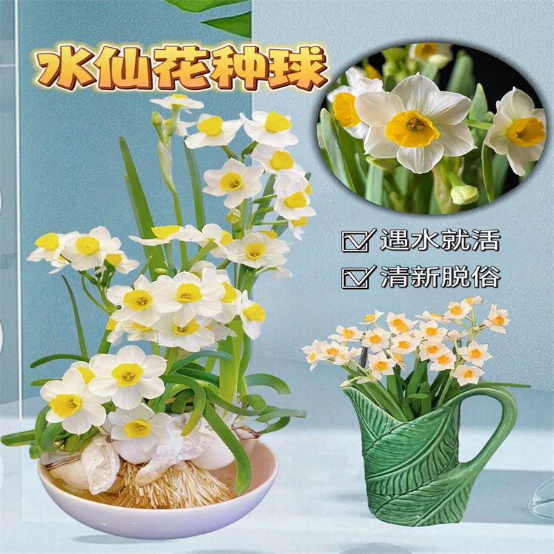 漳州重瓣水仙花种球水养盆栽四季开花卉植物室内种子绿植水培好养