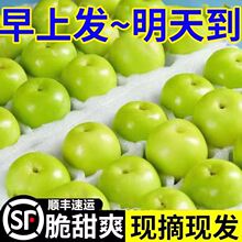 【顺丰速运】福建牛奶枣当季孕妇新鲜礼盒蜜甜脆枣老果农手工挑选