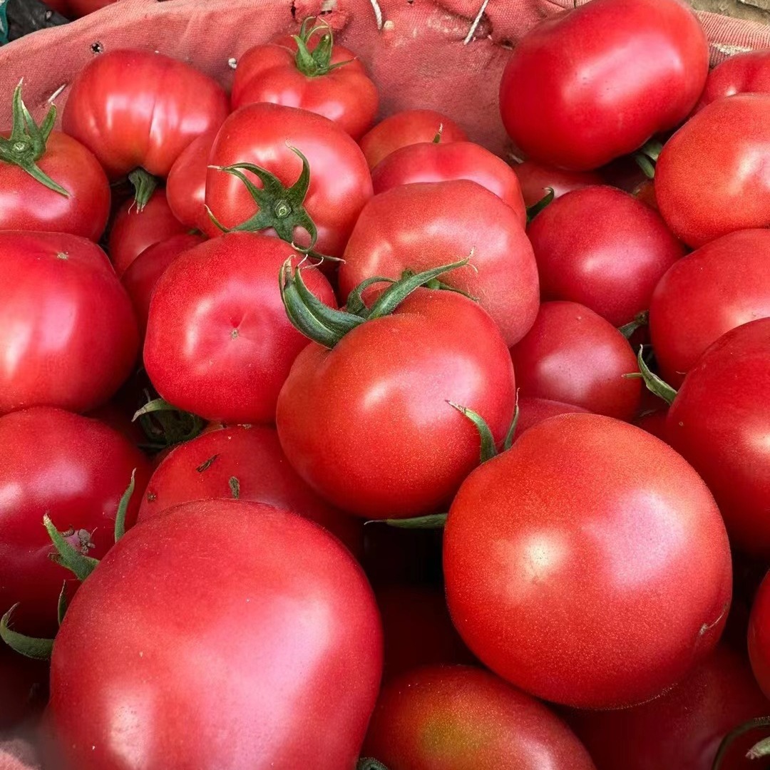 陕西泾阳普罗旺斯西红柿当季新鲜水果番茄蔬菜整箱一件代发-阿里巴巴