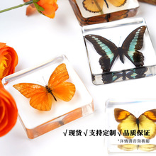 昆虫标本天然琥珀动植物真实甲虫蝴蝶标本树脂展示礼物摆件纪念品