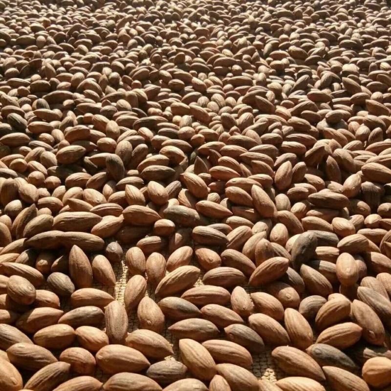 2023新采新炒诸暨枫桥香榧精品中籽口感好分量足一斤嵊州东阳香非