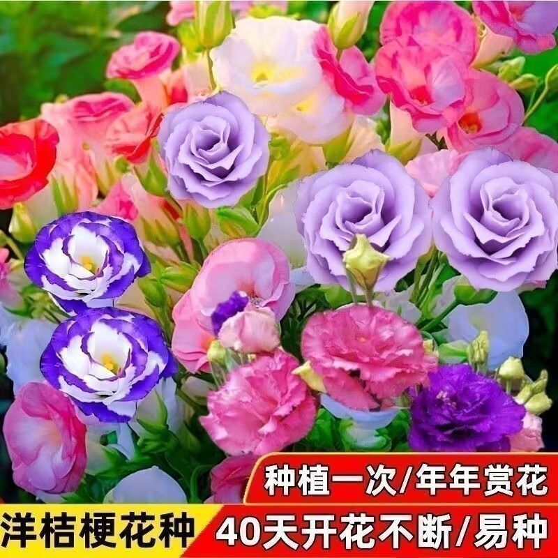 洋桔梗花种子重瓣太阳花种籽原装四季蔬菜种子大全菜种子花卉种子