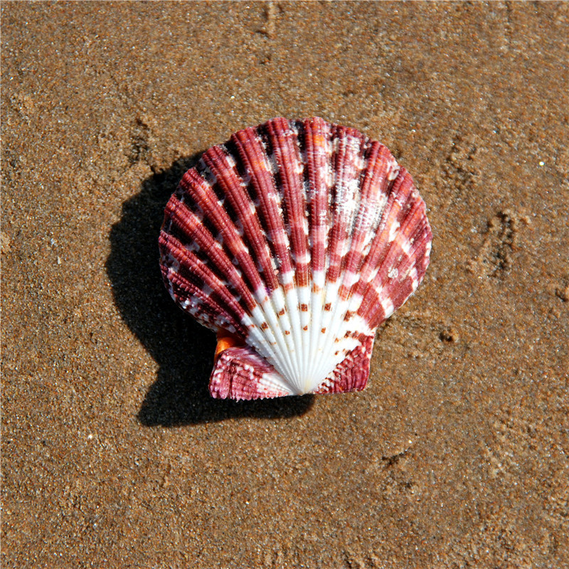 天然海螺贝壳 5cm油画海扇蛤 水族地中海家居装饰 海洋风家居贴墙