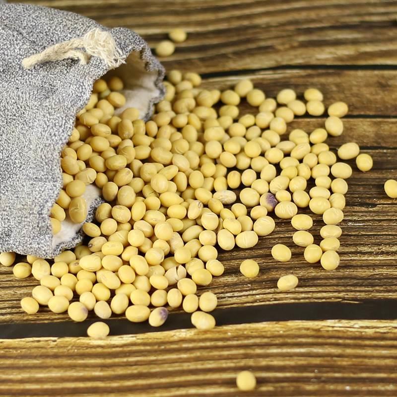 2023新粮农家自种老品种土黄豆打豆浆椭圆大粒笨黄豆新豆-阿里巴巴