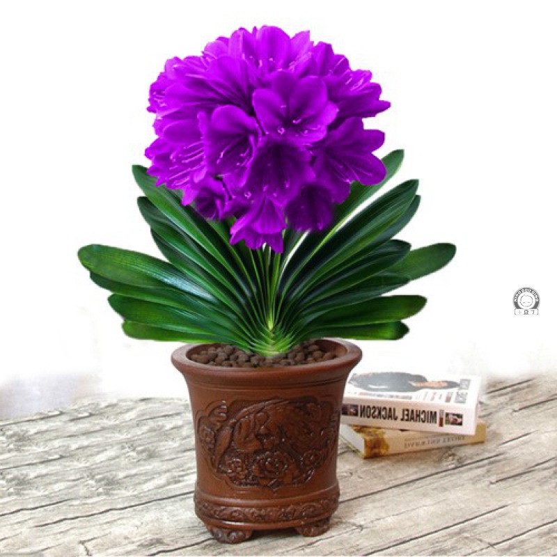 南非君子兰盆栽花卉植物室内四季常青绿植精品君子兰花苗四季开花