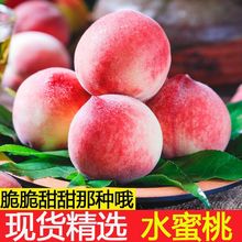 桃子现摘现发新鲜水蜜桃毛桃脆水果现摘现发5/10斤新鲜厂家直销