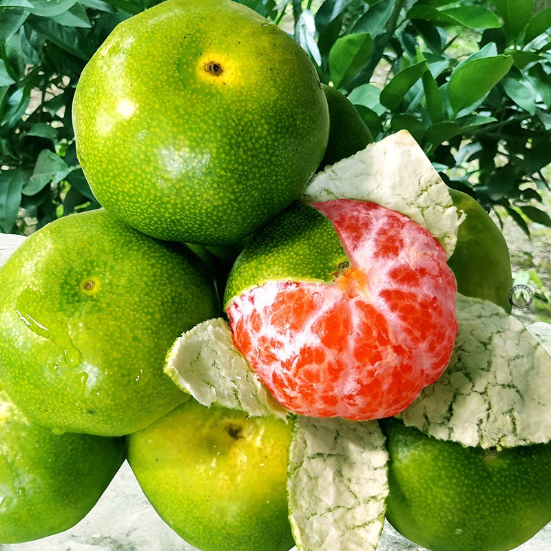 新品种青皮蜜桔苗 日南一号桔苗早熟青柑橘苗 嫁接无核蜜桔子树苗