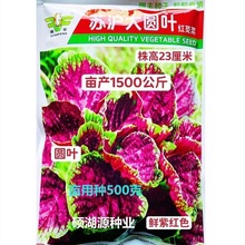 苏沪大圆叶红苋菜种子耐热耐湿汉菜花红苋菜大田四季易种蔬菜种子