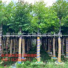 广东普宁园林绿化苗木海南蒲桃树苗5-20公分假植苗容器苗绿化乔木