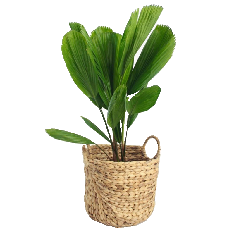 圆叶轴榈轴棕叶大美丽盆栽室内办公喜阴好养活绿植isn风网红植物