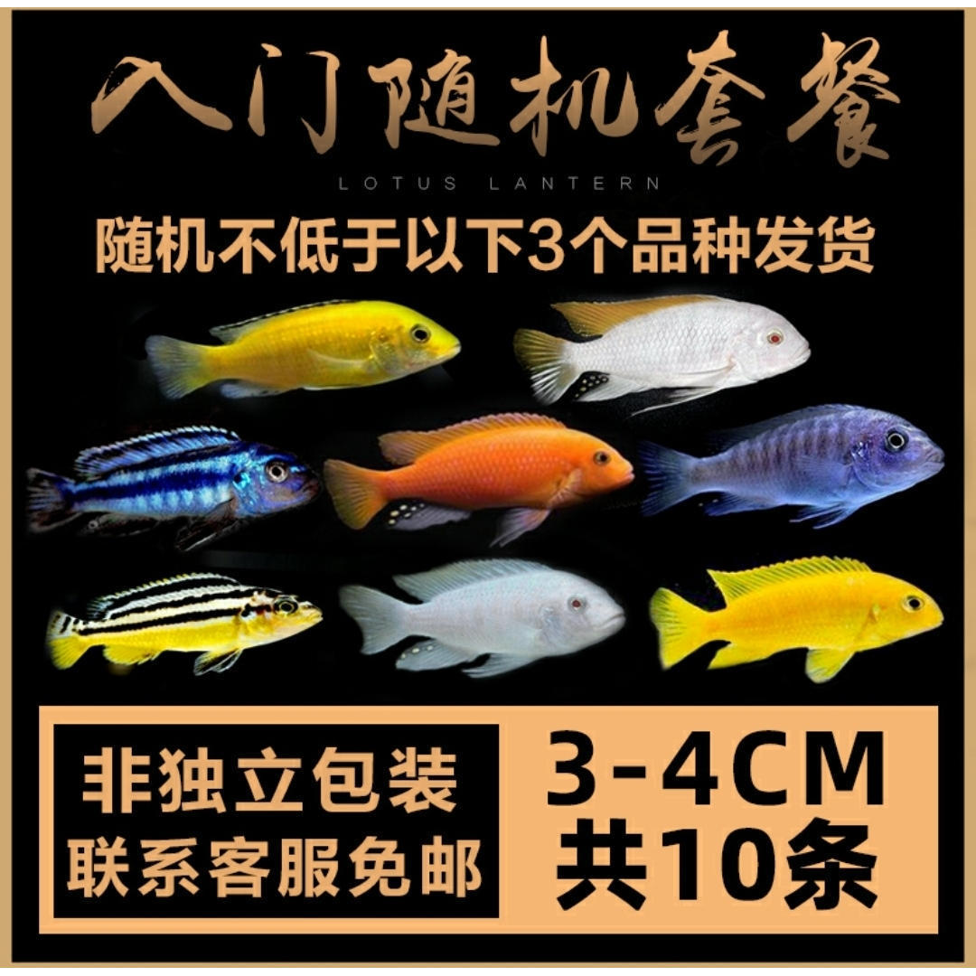 慈鲷马鲷蓝阿里非洲王子热带鱼岩栖小型淡水鱼观赏鱼活体包邮【2