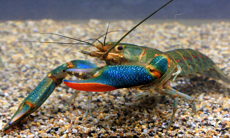 陶胜的澳洲淡水龙虾苗活体宠物虾红鳌鳌虾小龙虾虾苗种虾观赏虾