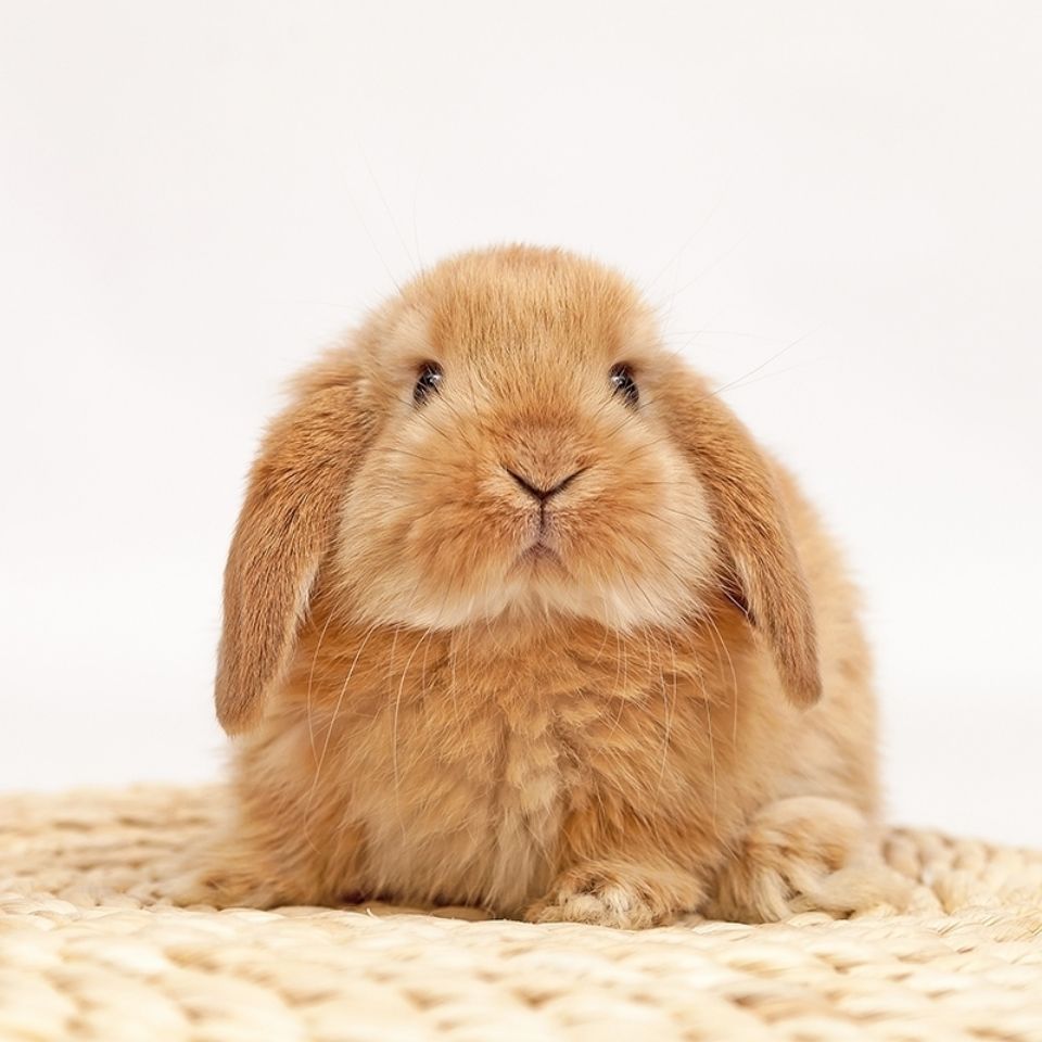 兔子活体茶杯兔侏儒兔熊猫兔垂耳兔公主兔小白兔宠物兔盖脸猫猫兔