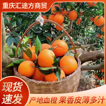 资中塔罗科血橙新鲜包邮当季新鲜水果产地直发甜橙脐橙一件代发