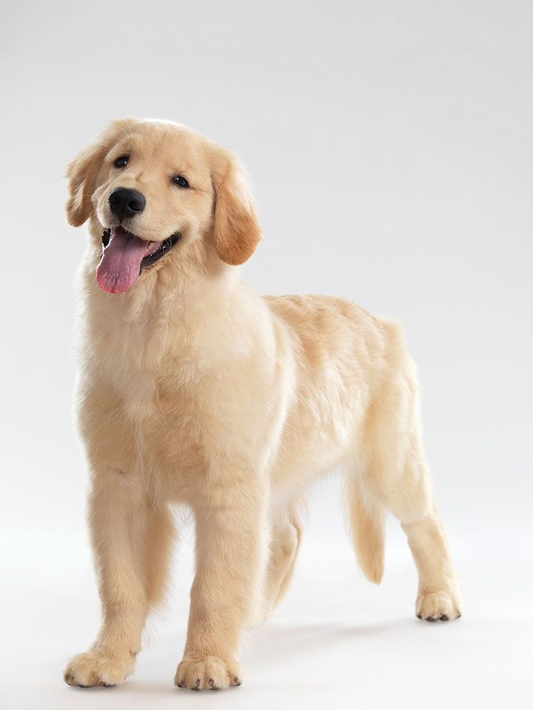 金毛幼犬赛级纯种宠物狗活幼体小狗动物活的活物训练