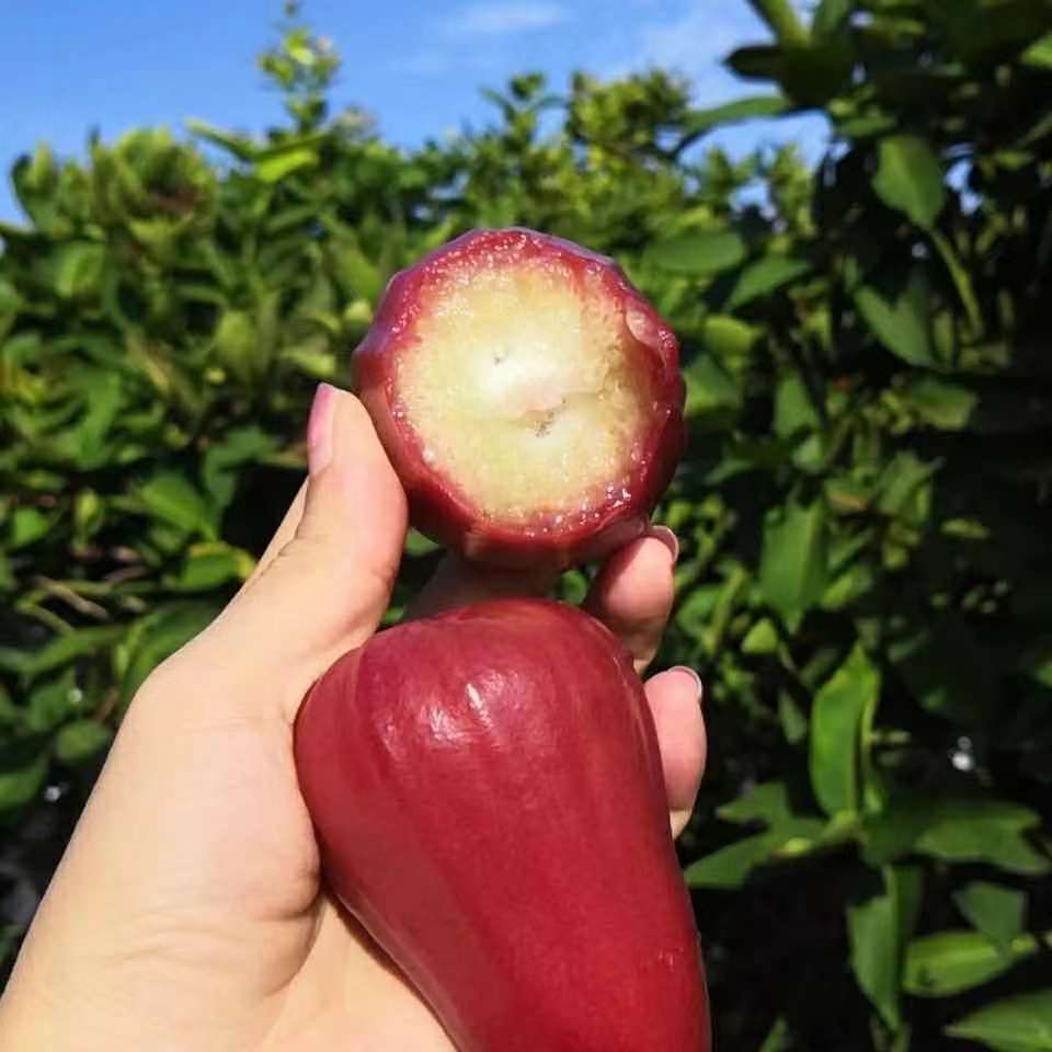 (顺丰空运)海南黑金刚莲雾当季新鲜水果非大叶红黑珍珠莲雾