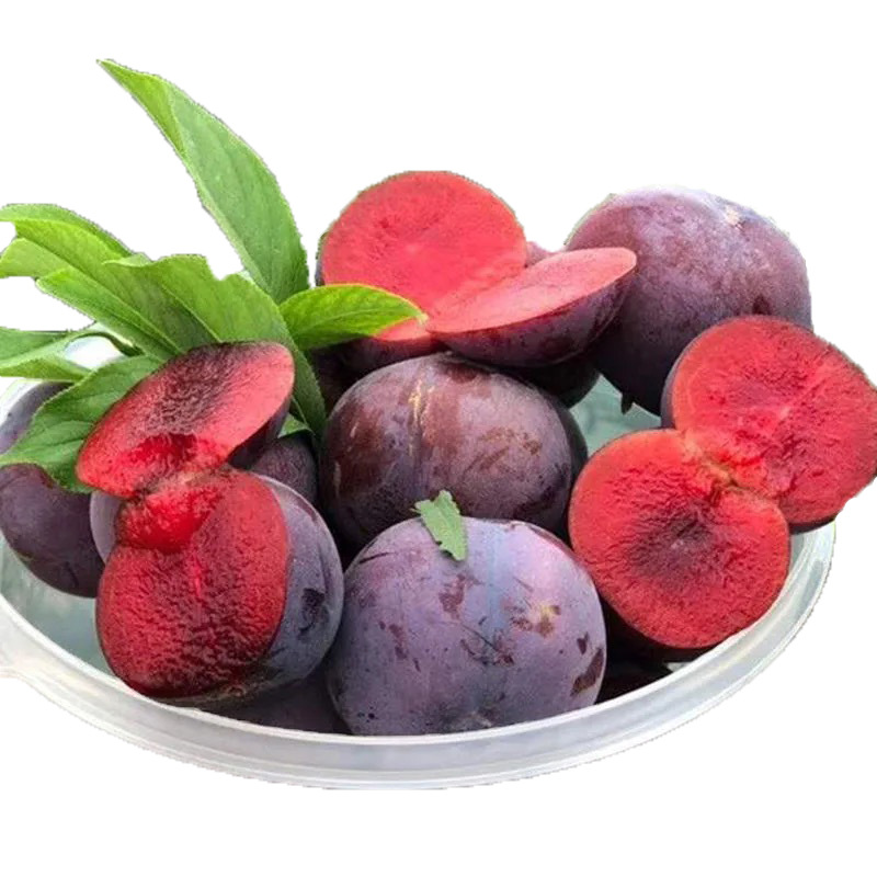 新鲜玫瑰血丝李5斤当季水果红心李子脆甜玫瑰李恐龙蛋一件代发