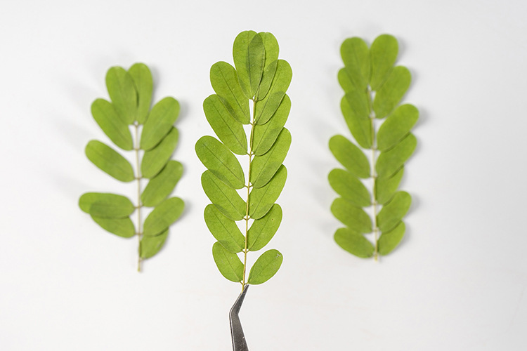 方式:真空包装 植物介绍:又名鸟不达刺,枝干上很多尖刺 叶子卵形对生