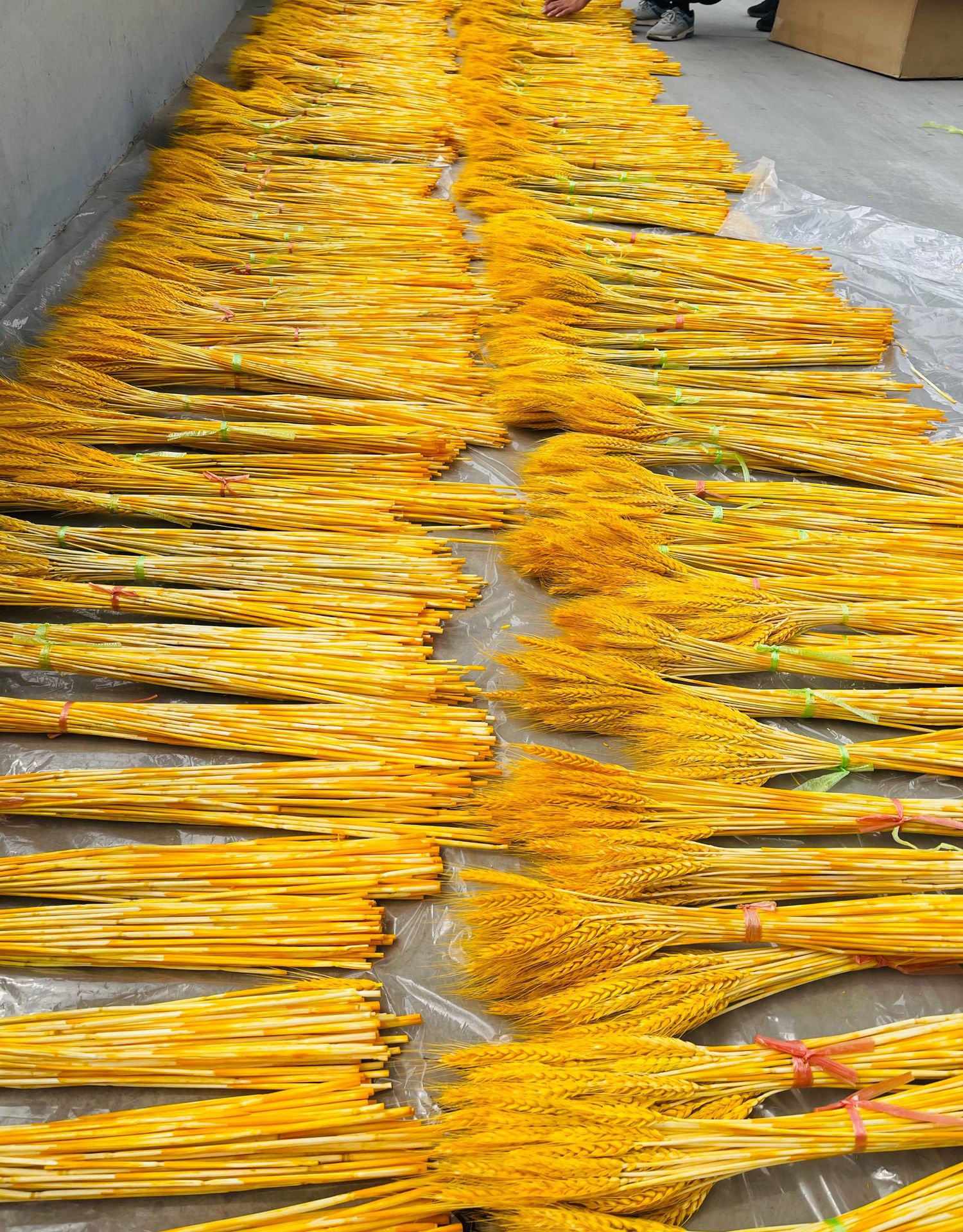 开业大麦麦穗大卖大麦麦穗麦子-阿里巴巴