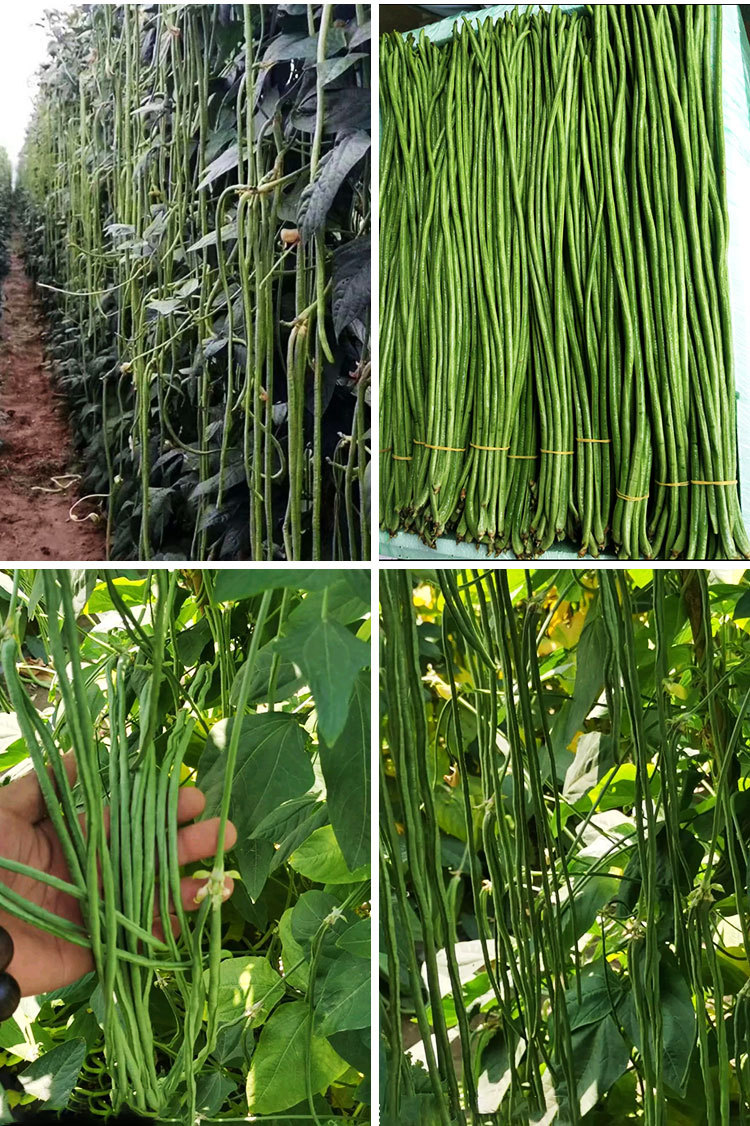 绿霸王中王豇豆种子绿条长豆角种四季豆春秋播四季豆蔬菜籽批发