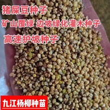 猪屎豆种子 灌木种子 护坡种子 山毛豆 木豆 猪屎豆 扁豆银合欢等