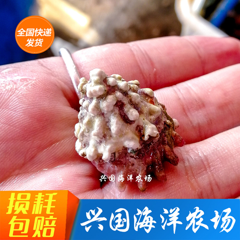 牛眼螺 海水观赏鱼活体蝾螺清洁螺快递包活小丑鱼海水宠物-阿里巴巴
