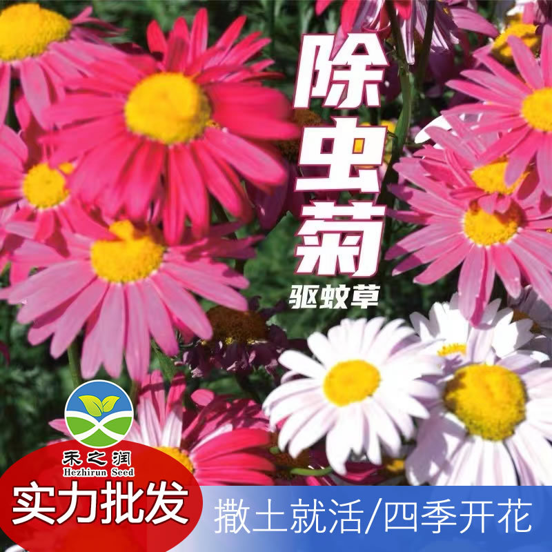 chrysanthemum cinerariifolium seeds anti-mosquito and insect repellent grass seeds four seasons planting indoor and outdoor potted plants mixed color authentic chrysanthemum cinerariifolium wholesale