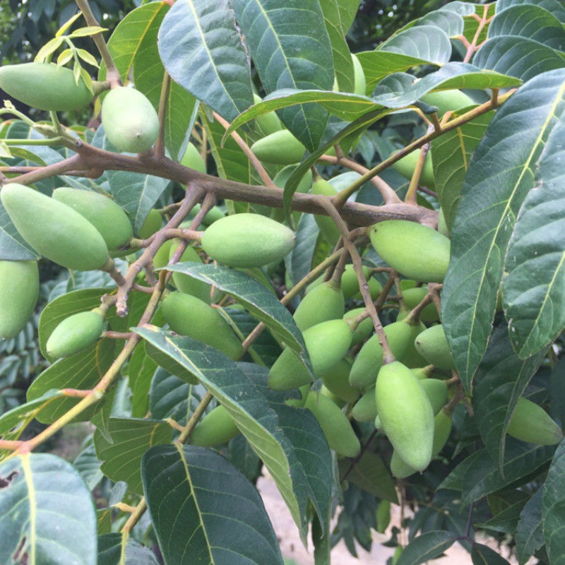 橄榄福建两头尖檀香g新鲜青橄榄果现摘孕妇生吃g厂家批发